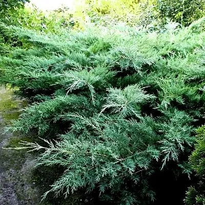 Можжевельник ПФИТЦЕРИАНА ГЛАУКА средний в Белгороде