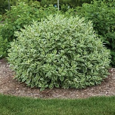 Дерен ЭЛЕГАНТИССИМА белый  Дерен ЭЛЕГАНТИССИМА белый в Белгороде