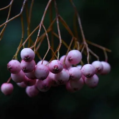 Рябина ПЕКИНСКАЯ сладкоплодная  Рябина ПЕКИНСКАЯ сладкоплодная в Белгороде