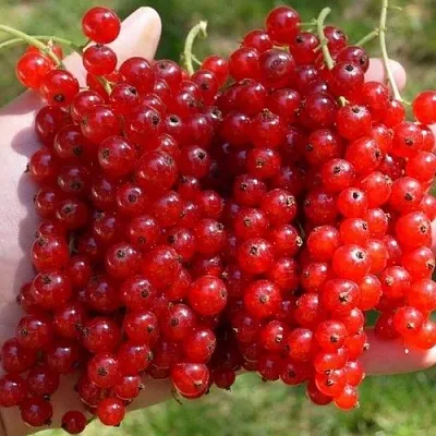 Смородина красная РЕД ПУЛ  Смородина красная РЕД ПУЛ в Белгороде