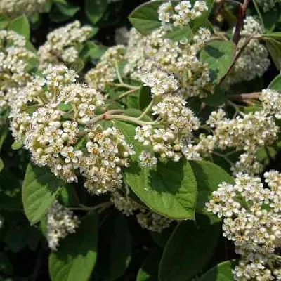 Кизильник пузырчатый  Кизильник пузырчатый в Белгороде