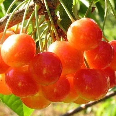 Черешня СОПЕРНИЦА в Белгороде