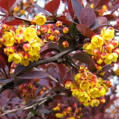 Барбарис СУПЕРБА оттавский  — описание сорта Барбарис СУПЕРБА оттавский  в Белгороде