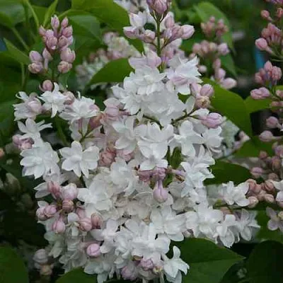 Сирень КРАСАВИЦА МОСКВЫ  Сирень КРАСАВИЦА МОСКВЫ в Белгороде