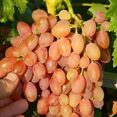 Виноград КИШМИШ ЛУЧИСТЫЙ  Виноград КИШМИШ ЛУЧИСТЫЙ в Белгороде