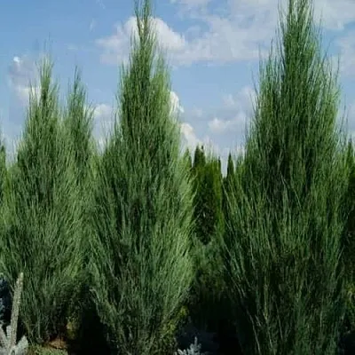 Можжевельник СКАЙРОКЕТ скальный  Можжевельник СКАЙРОКЕТ скальный в Белгороде