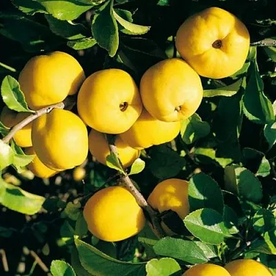 Айва ЦЕЗАРЬ в Белгороде