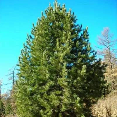 Сосна кедровая сибирская  Сосна кедровая сибирская в Белгороде