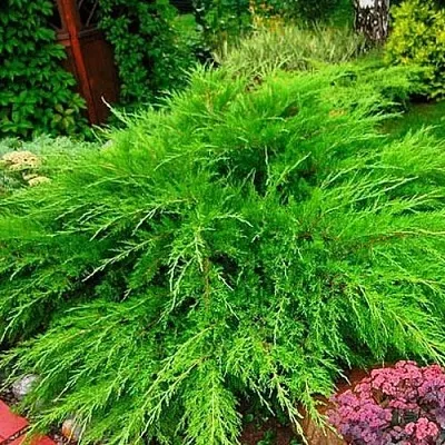 Можжевельник МИНТ ДЖУЛЕП средний  Можжевельник средний Mint Julep (МИНТ ДЖУЛЕП) в Белгороде