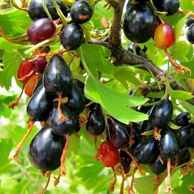 Смородина золотистая БОКАЛИНСКАЯ в Белгороде