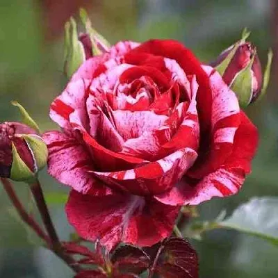 Саженцы роз ДИП ИМПРЕШН флорибунда в Белгороде