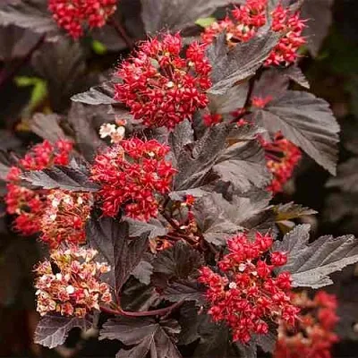 Пузыреплодник РЕД БАРОН  Пузыреплодник РЕД БАРОН в Белгороде