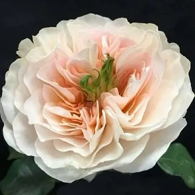 Саженцы роз ЧАРИТИ английская  Саженцы роз ЧАРИТИ английская в Белгороде