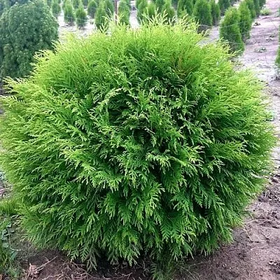 Туя ЛИТЛ ЧЕМПИОН западная  Туя ЛИТЛ ЧЕМПИОН западная в Белгороде