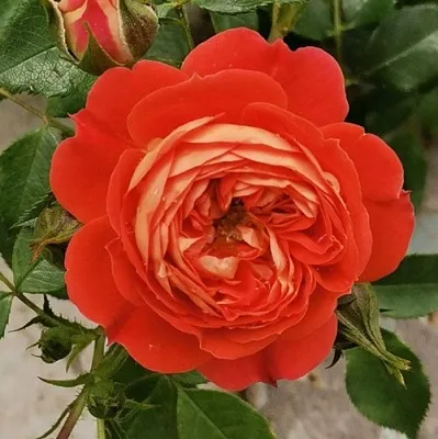 Саженцы роз СТАРЛЕТ РОУЗ КАРМЕН плетистая  Саженцы роз СТАРЛЕТ РОУЗ КАРМЕН плетистая в Белгороде