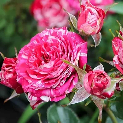 Саженцы роз АРРОУ ФОЛИЕС спрей в Белгороде