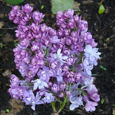 Сирень НАДЕЖДА  Сирень НАДЕЖДА в Белгороде