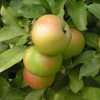 Яблоня ВЕРБНОЕ  Яблоня ВЕРБНОЕ в Белгороде