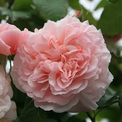 Саженцы роз РОЗ ДЕ ТОЛБИАК плетистая  Саженцы роз РОЗ ДЕ ТОЛБИАК плетистая в Белгороде