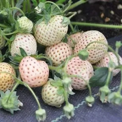 Клубника АНАНАСА ремонтантная — описание сорта Клубника АНАНАСА ремонтантная в Белгороде