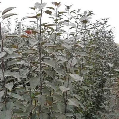 Подвой яблони 54-118  Подвой яблони 54-118 в Белгороде