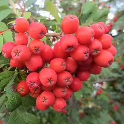 Рябина НЕВЕЖИНСКАЯ сладкоплодная  Рябина НЕВЕЖИНСКАЯ сладкоплодная в Белгороде