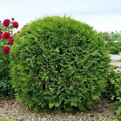 Туя ВУДВАРДИ западная  Туя ВУДВАРДИ западная в Белгороде