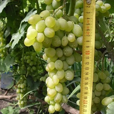 Виноград АНАНАСНЫЙ РАННИЙ  Виноград АНАНАСНЫЙ РАННИЙ в Белгороде