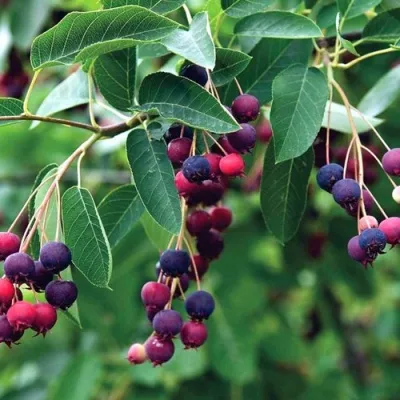 Ирга ЛАМАРКА в Белгороде