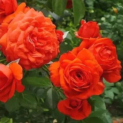 Саженцы роз МАЙНТАУЭР плетистая  Саженцы роз МАЙНТАУЭР плетистая в Белгороде