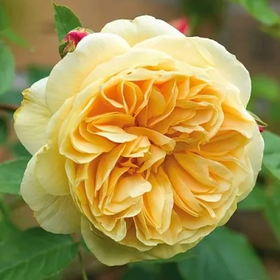 Саженцы роз ТИЗИНГ ДЖОРДЖИЯ английская  Саженцы роз ТИЗИНГ ДЖОРДЖИЯ английская в Белгороде