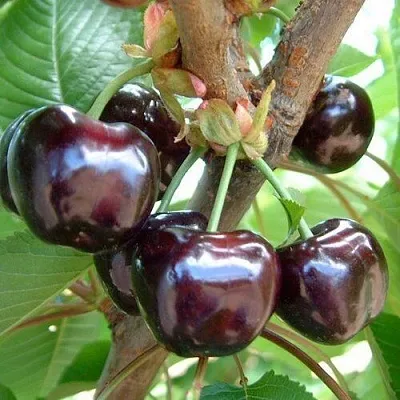 Черешня МУСКАТНАЯ  Черешня МУСКАТНАЯ в Белгороде