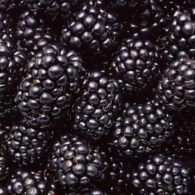 Ежевика ОРКАН бесшипная  Ежевика ОРКАН бесшипная в Белгороде