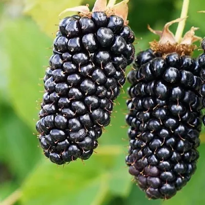 Ежевика КОЛАМБИЯ ГИГАНТ бесшипная  Ежевика КОЛАМБИЯ ГИГАНТ бесшипная в Белгороде