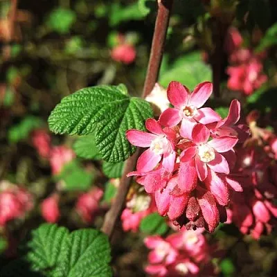 Смородина кроваво-красная ПУЛБОРО СКАРЛЕТ   Смородина кроваво-красная ПУЛБОРО СКАРЛЕТ  в Белгороде