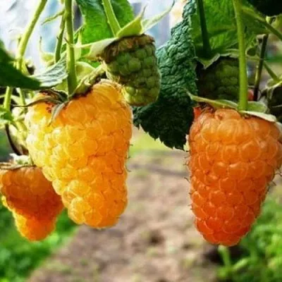 Малина ОРАНЖЕВОЕ ЧУДО  Малина ОРАНЖЕВОЕ ЧУДО в Белгороде