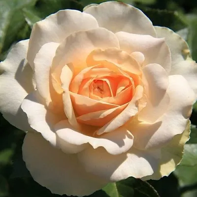 Саженцы роз САН СУСИ флорибунда в Белгороде