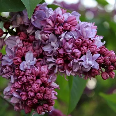 Сирень П.П.КОНЧАЛОВСКИЙ  Сирень П.П.КОНЧАЛОВСКИЙ в Белгороде