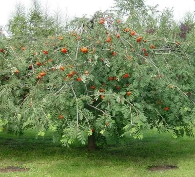 Рябина ПЛАКУЧАЯ сладкоплодная в Белгороде