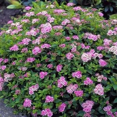 Спирея ЛИТЛ ПРИНЦЕСС японская  Спирея ЛИТЛ ПРИНЦЕСС японская в Белгороде