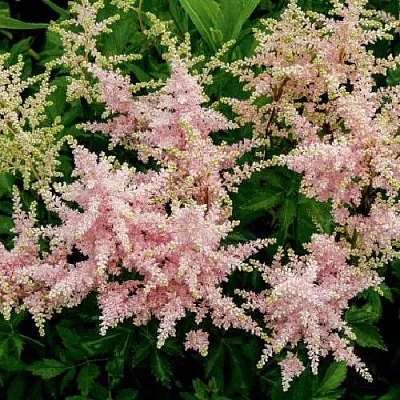 Астильба СЕСТРА ТЕРЕЗА Арендса  Астильба СЕСТРА ТЕРЕЗА Арендса в Белгороде