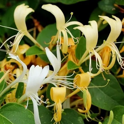 Жимолость ХАЛЛИАНА японская (Хелиана)  Жимолость ХАЛЛИАНА японская (Хелиана) в Белгороде