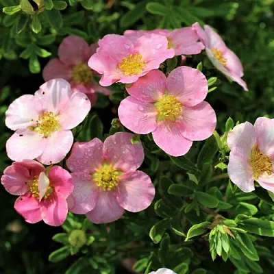 Лапчатка ЛАВЛИ ПИНК кустарниковая  Лапчатка ЛАВЛИ ПИНК кустарниковая в Белгороде