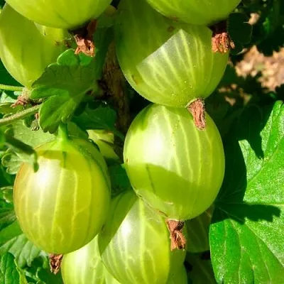 Крыжовник МАЛАХИТ в Белгороде