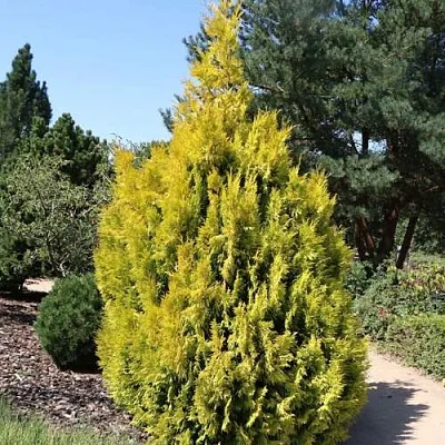 Туя СТОУНХАМ ГОЛД складчатая в Белгороде