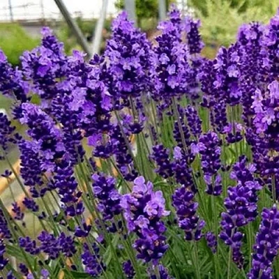 Лаванда ХИДКОТ БЛЮ узколистная  Лаванда ХИДКОТ БЛЮ узколистная в Белгороде