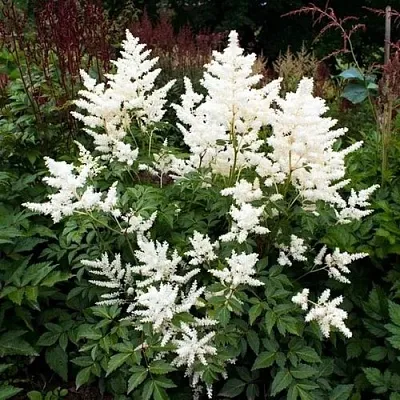 Астильба ДОЙЧЛАНД японская  Астильба ДОЙЧЛАНД японская в Белгороде