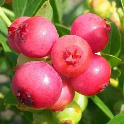 Голубика ПИНК ЛИМОНАД  Голубика ПИНК ЛИМОНАД в Белгороде