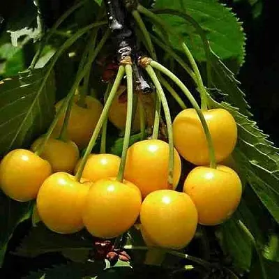 Черешня ЧЕРМАШНАЯ в Белгороде