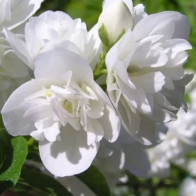 Жасмин ЖИРАНДОЛЬ  Жасмин ЖИРАНДОЛЬ в Белгороде